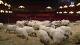 Festival di Sanremo 2014: la CoSeVa esclusa dai lavori all’Ariston … – Sanremonews
